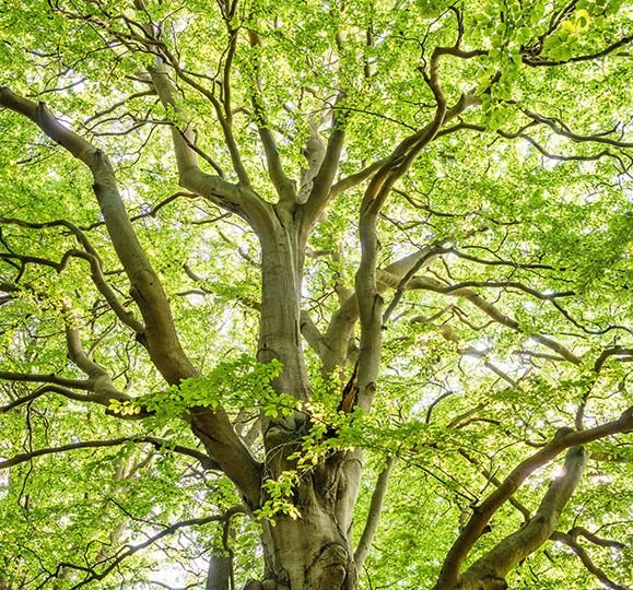 branches-bright-colors-1459495