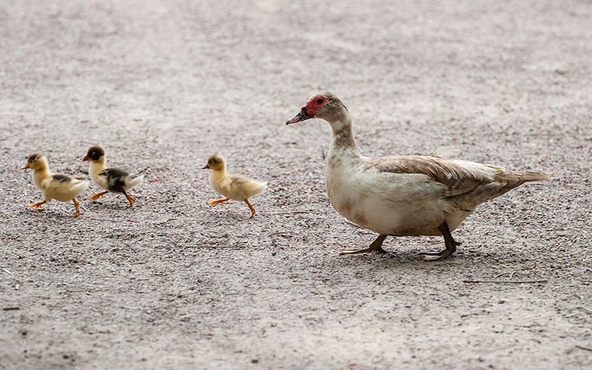 ducklings