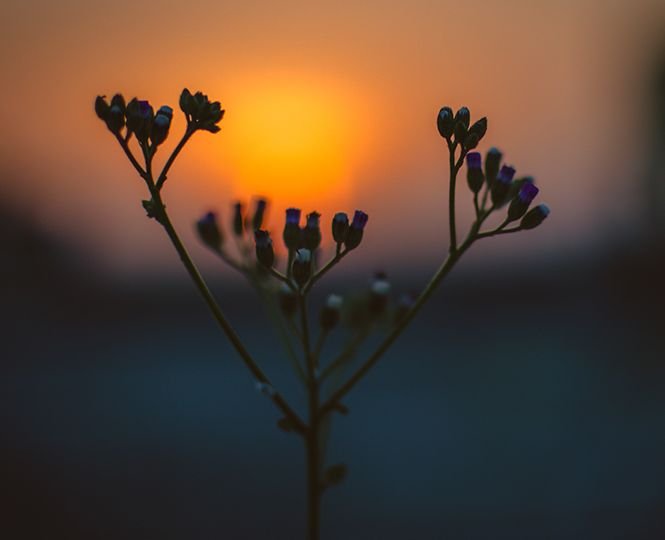 beautiful-flowers-blur-blurred-background-633814 square