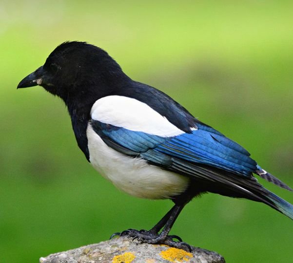 Magpie