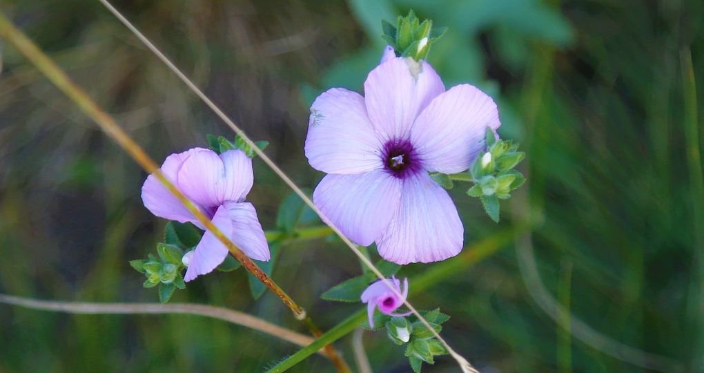 small purple flower and green grass