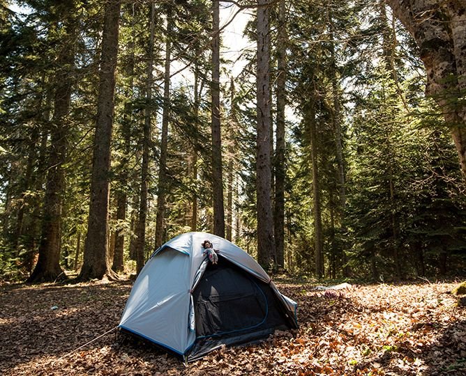 Tent in Forest