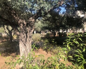 Olive Trees