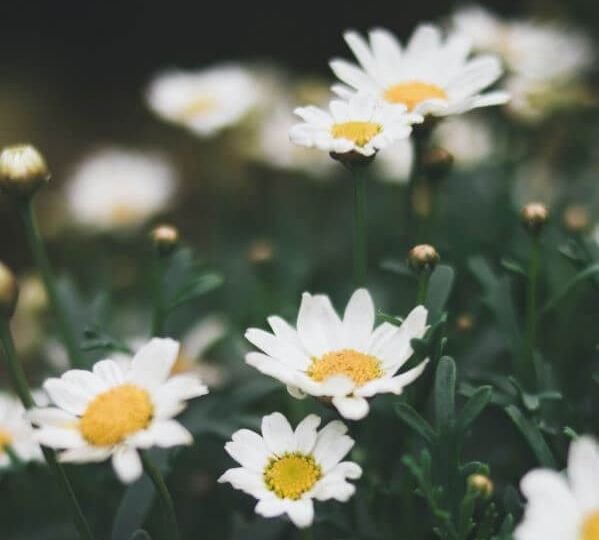 White and yellow daisies growing among green grass