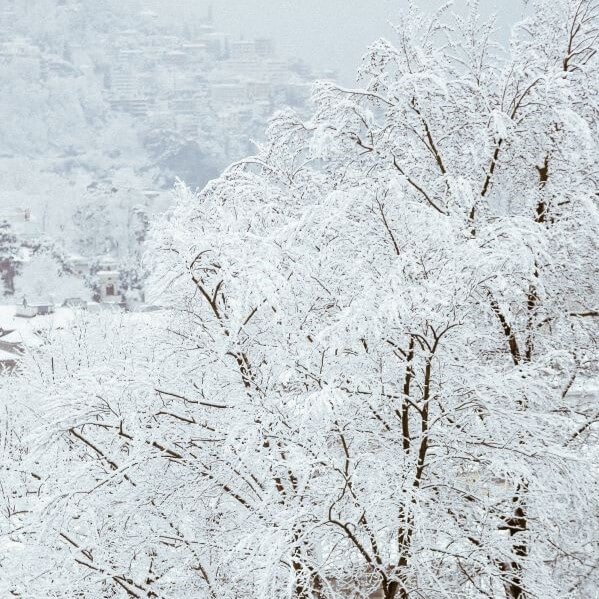 Trees covered with snow