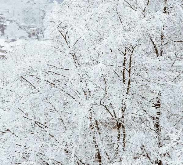 Trees covered with snow