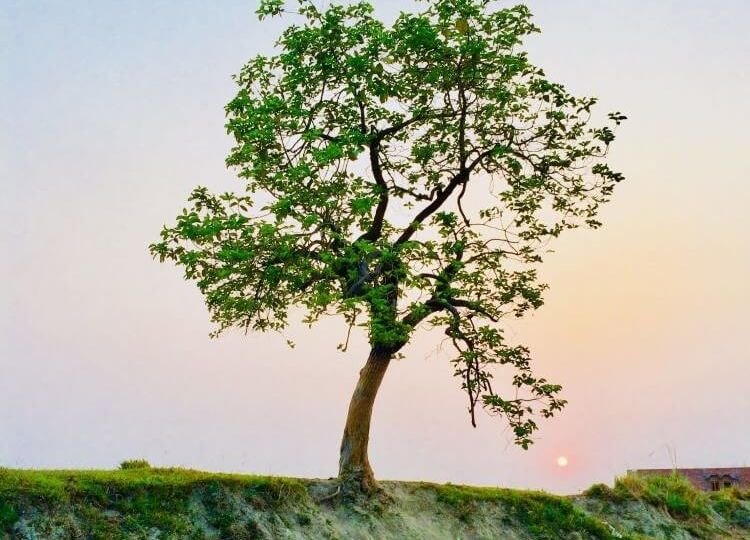 Tree on hill in front of pastel sky