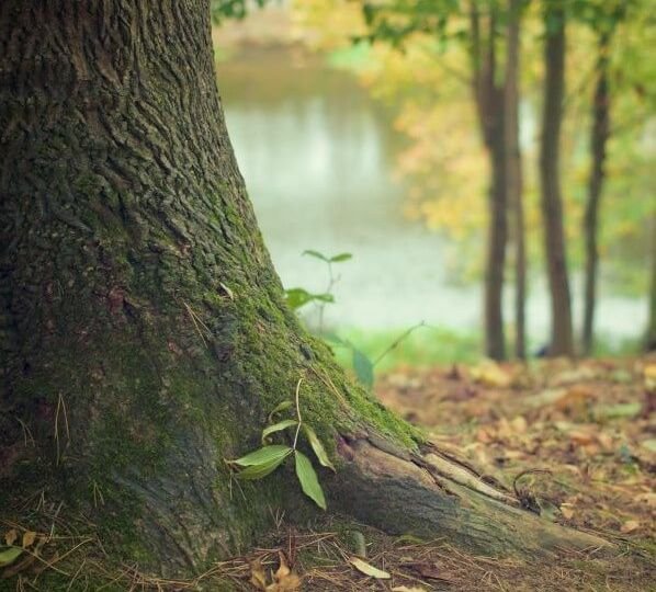 Small sapling growing at the base of a larger tree