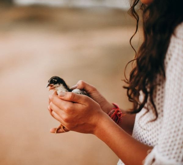 Woman dressed in white holding small bird in her hands