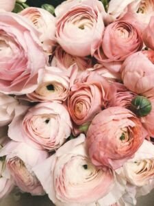 This photo is a closeup of about a dozen peonies in colors ranging from very light pink to dusty rose.