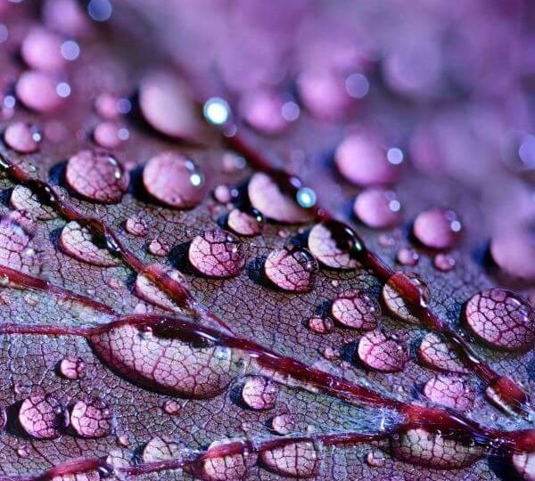 Close-up view of a reddish-purple leaf. The veins are scattered with tiny water droplets.